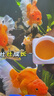 寵翰黃粉魚(yú)藥觀(guān)賞魚(yú)白點(diǎn)凈水霉病血鸚鵡錦鯉魚(yú)爛尾水族養魚(yú)用品 曬單實(shí)拍圖
