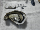 吉娜朵鮮活法國進(jìn)口活體生蠔12只N0/N1空運生鮮牡蠣 即食刺身 源頭直發(fā) 12N1 曬單實(shí)拍圖