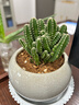 仙人掌盆栽紅太陽(yáng)仙人球室內多肉植物玉露辦公室桌面耐旱好養綠植 萬(wàn)重山+冰裂淺青白 含盆 + 塑料托 曬單實(shí)拍圖