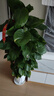 愛(ài)優(yōu)尚大葉綠蘿柱盆栽客廳大型綠植辦公室內除甲醛凈化空氣綠籮源頭直發(fā) 曬單實(shí)拍圖