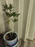 桂花樹(shù)苗盆栽室內四季桂花卉植物金桂丹桂庭院大樹(shù)濃香型綠植開(kāi)花 四季桂花高40cm左右【原土球發(fā)貨】 曬單實(shí)拍圖