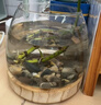 迪普爾玻璃魚(yú)缸生態(tài)缸桌面溪流缸迷你金魚(yú)缸小型水族箱斗魚(yú)缸養魚(yú)缸* 中號13*9cm【裸缸-不含魚(yú)】 曬單實(shí)拍圖