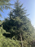 雪松樹(shù)苗圣誕樹(shù)苗四季常青寶塔松耐寒綠化松樹(shù)苗雪松苗迎客松小苗 雪松苗40-50厘米高(5棵) 其他 曬單實(shí)拍圖