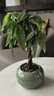 JCZS步步高發(fā)財樹(shù)客廳盆栽大室內辦公室樹(shù)旺宅擺件水培綠植新手 五福發(fā)財樹(shù)+水綠色哥窯【胖墩盆】 帶盆栽好 曬單實(shí)拍圖