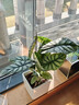 白犀牛海芋盆栽綠植室內辦公室網(wǎng)紅桌面北歐ins凈化空氣觀(guān)葉植物 白犀牛海芋+底碟+肥料 含盆 曬單實(shí)拍圖