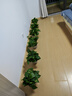 行湘綠蘿盆栽水培綠植新房除甲醛植物 180#原盆12盆+吸水盆 源頭直發(fā) 曬單實(shí)拍圖