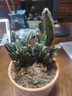 多肉植物萬(wàn)重山綠植客廳辦公桌面盆栽仙人掌組合花卉仙人球 原盆原土發(fā)貨【3顆苗】+肥料 曬單實(shí)拍圖
