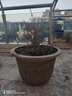 慕帆特大號樹(shù)脂花盆戶(hù)外大口徑大碼加厚種果樹(shù)盆栽庭院陽(yáng)臺荷花睡蓮盆 圓形60#(外徑60cm高37cm) 樹(shù)脂 底部有孔種植 曬單實(shí)拍圖