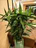 臨雅富貴竹水培植物客廳水養大型節節高室內好養綠植1.5m10支源頭直發(fā) 曬單實(shí)拍圖
