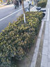 邇英閣黃楊盆景耐寒辦公室內盆栽四季常青好養客廳花卉庭院樹(shù)苗桌 黃楊盆栽35厘米高 不含盆  根部帶土球發(fā)貨  包成活 曬單實(shí)拍圖