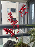 臨雅北美冬青盆栽帶紅果樹(shù)苗綠植室內盆景年宵真花植物#120盆源頭直發(fā) 曬單實(shí)拍圖