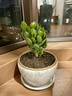 邇英閣大葉玉樹(shù)老樁盆栽多肉植物燕子掌室內防輻射四季好養綠植凈 玉樹(shù)6年苗一棵（精品力推） 原土（不含盆）15-25CM不等 曬單實(shí)拍圖