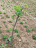 棗樹(shù)活苗沾化冬棗苗樹(shù)帶土球南方種植冰糖大棗樹(shù)苗當年結果 【梨棗2棵裝】-精選6年苗（當年結果） 81cm(含)-110cm(含) 曬單實(shí)拍圖