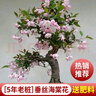花翁盆栽花卉綠植盆景 (5年2cm老樁)精品垂絲海棠花+肥料源頭直發(fā) 曬單實(shí)拍圖