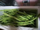 現摘云南新鮮四季豆露天種植特產(chǎn)蕓豆新鮮爽口脆口四季豆批發(fā) 2斤（帶箱） 曬單實(shí)拍圖