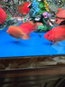 熱帶魚(yú)淡水觀(guān)賞魚(yú)活體熱帶魚(yú)財神魚(yú)鸚鵡魚(yú)發(fā)財魚(yú)臺版元寶財神包活 AAA精品紅元寶（8-10公分）3條 曬單實(shí)拍圖