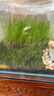 逸樂(lè )寵魚(yú)缸水草泥造景鋪底砂水族造景套餐水草種子基肥不渾水魚(yú)缸底沙 升級凈水版水草泥10斤+（基肥+種子） 曬單實(shí)拍圖