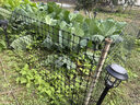 金絲銀網(wǎng) 塑料網(wǎng)圍欄網(wǎng)養殖網(wǎng)養雞圍欄網(wǎng)果園菜園圍欄網(wǎng)格防護隔離柵欄圍 2.0米高50米長(cháng)+扎帶 3厘米孔4.5mm厚【圈玉米蔬菜】 曬單實(shí)拍圖