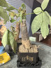 【帶盆高度約15-25cm】發(fā)財樹(shù)盆栽室內植物客廳辦公室吸甲醛好養 單桿發(fā)財樹(shù)+塑料四方舍得盆+小方底座 花盆直徑約8cm 曬單實(shí)拍圖