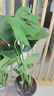 京云夢(mèng)龜背竹盆栽大型綠植客廳植物盆景40-50cm龜背竹原土盆源頭直發(fā) 曬單實(shí)拍圖