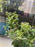 呆果丁藍莓樹(shù)果苗盆栽帶花帶果發(fā)貨特大號L25陽(yáng)臺當年結果南北方果樹(shù)苗 【帶花發(fā)貨 帶盆栽好】L25藍莓丨5年苗1.5加侖 曬單實(shí)拍圖