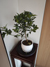 景郁春 JIRYUCUR金桔樹(shù)盆栽帶果室內新年裝飾橘子樹(shù)帶果金桔白豎紋陶瓷盆源頭直發(fā) 曬單實(shí)拍圖