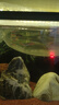 魚(yú)官兒 群游活體觀(guān)賞魚(yú)紅綠燈寶蓮燈鉆石燈魚(yú)小型熱帶魚(yú)適合新手闖缸魚(yú) 1-1.5cm小紅綠燈10條 曬單實(shí)拍圖