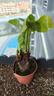 水培植物千手觀(guān)音盆栽?xún)艋諝馐覂却笕~滴水觀(guān)音龜背竹綠植吸甲醛 小號單顆2到3頭 30-35cm高 曬單實(shí)拍圖