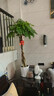 卉優(yōu)辮子發(fā)財樹(shù)天堂鳥(niǎo)幸福樹(shù)綠蘿盆栽客廳辦公室內除甲醛大型綠植 特級辮子發(fā)財樹(shù)1.7-1.8m+掛飾 含盆 曬單實(shí)拍圖
