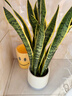 行湘虎皮蘭金邊虎尾蘭大型植物 精品虎皮蘭0.8-0.9m+聚寶盆 源頭直發(fā) 曬單實(shí)拍圖