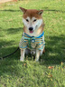 京濮飛柴犬衣服狗狗春夏秋裝保暖條紋短袖寵物衣服貓咪比熊小型犬防掉毛 藍色條紋-LW L碼【建議11-15斤】 曬單實(shí)拍圖