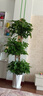 卉優(yōu)大葉綠蘿柱幸福樹(shù)發(fā)財樹(shù)大型植物開(kāi)業(yè)喬遷客廳辦公室內好養綠植 特級三層幸福樹(shù)1.5-1.7m【鉆石盆】 主圖盆 曬單實(shí)拍圖