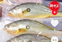軒農谷舟山大黃魚(yú)禮盒野生黃花魚(yú)新鮮冷凍海鮮春節年貨送禮黃魚(yú)海鮮禮盒 【1-1.3斤/條】6條禮盒｜富貴滿(mǎn)盈 曬單實(shí)拍圖