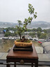 幼薇小葉飄枝九里香盆栽中式盆景室內辦公室書(shū)房植物四季常青裝飾擺件 九里香盆景+知足常樂(lè )盆+方底盤(pán) 帶盆栽好 曬單實(shí)拍圖