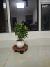 臨雅金桔樹(shù)苗盆栽年橘可食用四季橘子客廳室內外綠植物堅持盆源頭直發(fā) 曬單實(shí)拍圖
