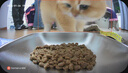 霍曼（Homerun）AI智能寵物自動(dòng)喂食器視頻版 貓貓咪喂食定時(shí)定量攝像頭可視64G卡 曬單實(shí)拍圖