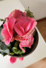麗格海棠重瓣大花盆栽紅玫瑰室內客廳陽(yáng)臺四季開(kāi)凈化空氣好養花卉 【開(kāi)花爆盆】玫紅色 麗格海棠帶花苞 不含盆 曬單實(shí)拍圖