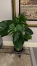 龜背竹水培植物室內大盆栽客廳辦公室大葉綠植好養活懶人好養四季 精選龜背竹60-70厘米3-4株 曬單實(shí)拍圖