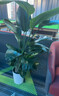 植男植女大型金邊虎皮蘭植物客廳臥室辦公室綠色觀(guān)葉花卉綠植盆栽源頭直發(fā) 曬單實(shí)拍圖
