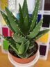 愛(ài)你一萬(wàn)年老樁多肉植物室內盆栽花卉發(fā)財樹(shù)四季常青好養易活耐旱綠植 實(shí)惠2盆裝大號蘆薈(早安盆)送肥料 含盆 曬單實(shí)拍圖
