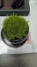 SUNKAI愛(ài)爾蘭珍珠草庭院景觀(guān)綠化四季常青耐寒耐旱地被植物草坪苔蘚 珍珠草綠色4盆 曬單實(shí)拍圖