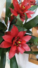 年宵花鳳梨花盆栽春節裝飾鴻運當頭好養活年貨過(guò)年綠植物花卉室內 3棵鴻運當頭+紅色菱形樹(shù)脂盆 曬單實(shí)拍圖