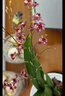 劉閣蘭花5色可選 水培夢(mèng)香蘭花苗帶盆發(fā)貨香水文心蘭奶油味室內花卉盆栽草 紅色文心蘭帶5支花劍 帶北歐水培盆 曬單實(shí)拍圖