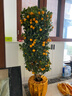 嘆為觀(guān)止金桔樹(shù)盆栽可食用帶果橘子樹(shù)苗室內客廳大型綠植年桔年宵花卉盆景 橘祥如意+爆果+掛件+年宵盆(120-130cm) 曬單實(shí)拍圖