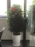 仙植緣【2小時同城配送】蝴蝶蘭真花蘭花卉盆栽帶花苞花劍開業(yè)喬遷送禮 3.5寸大辣椒蝴蝶蘭【藍(lán)瓷盆】 6支 曬單實(shí)拍圖