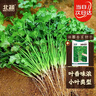 北蔬 香菜種子老品種小葉四季盆栽家庭種籽 濰萫香菜籽種子10g約800粒 曬單實(shí)拍圖