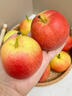 南步北京平谷紅肖梨 老品種紅梨火把沙梨酸甜可煮水紅消梨子新鮮水果 5斤 精選大果【單果145g+】 曬單實(shí)拍圖