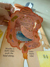 Usborne看里面系列 人體 英文原版繪本 Look inside Your Body 身體百科 精裝紙板翻翻書(shū) 兒童英語(yǔ)啟蒙圖畫(huà)書(shū) 尤斯伯恩科普百科 曬單實(shí)拍圖