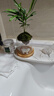八芽趣味鮮活苔蘚微型景觀(guān)創(chuàng  )意室內桌面生態(tài)綠植盆栽盆景懶人好養植物 觀(guān)山羅漢松-小白熊-含竹底托 帶玻璃杯 曬單實(shí)拍圖
