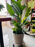 中夢(mèng)天堂鳥(niǎo)客廳大型植物盆栽旺宅落地式大葉花卉鶴望蘭室內高級感綠植 天堂鳥(niǎo)50-70厘米+加侖盆 曬單實(shí)拍圖